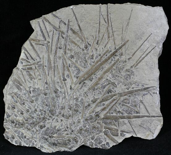 Mississippian Sea Urchins (Archaeocidaris) - St Louis, Missouri #23218